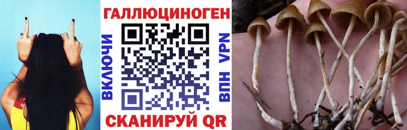 купить наркотики цена  Екатеринбург  Псилоцибиновые грибы Psilocybe 